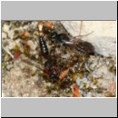 Smicromyrme rufipes - Rotbeinige Spinnenameise 05d 5-9mm Paarung.jpg